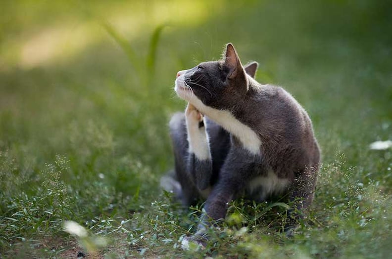 Cat Dandruff: 5 Simple Solutions for Your Cat's Dry Skin - Less Scratching Cat Flea Treatment For Dry Skin Solutions